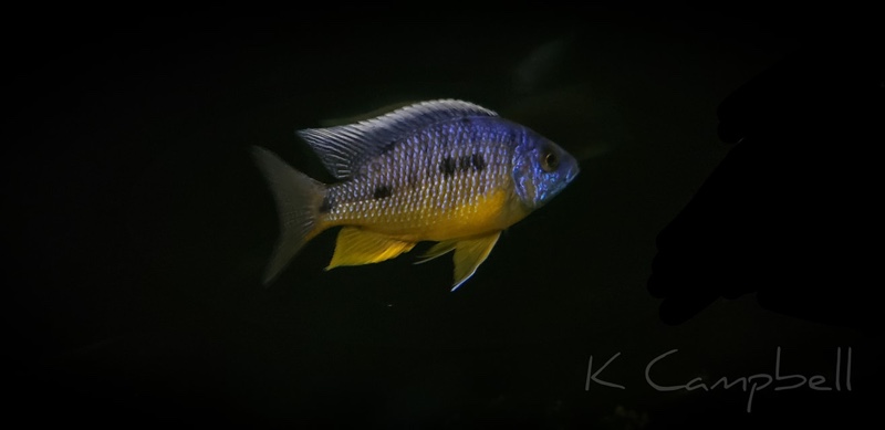 Protomelas sp. 'spilonotus tanzania'